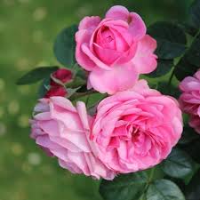Indian Rose Plants